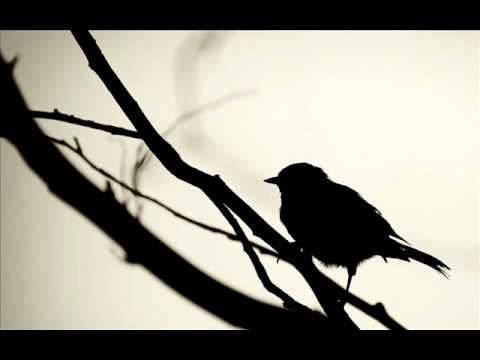 Anne Briggs - Bird in the Bush