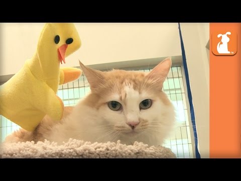 Kitties DO NOT want to be friends with this Ducky! - Kitten Love - UCPIvT-zcQl2H0vabdXJGcpg