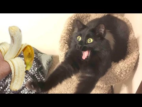 ANIMAL & PET VIDEOS way FUNNIER THAN YOU EXPECT! - LAUGH HARD NOW! - UCKy3MG7_If9KlVuvw3rPMfw