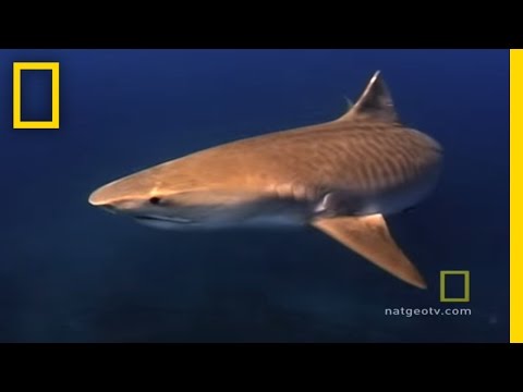 Hawaii | Exploring Oceans - UCpVm7bg6pXKo1Pr6k5kxG9A