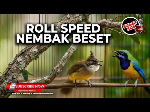 🔴 Live Masteran Kasar Ngekek Beset Cucak Cungkok Gacor vs Cucak Jenggot Roll Speed
