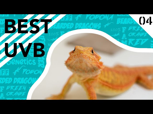 How Much UVB Does a Bearded Dragon Need?