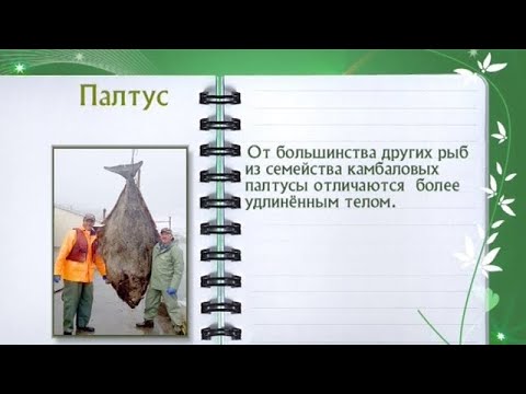 Кулинарная энциклопедия - Палтус - UC7XBjhXnmmXFsxmnys9PmDQ