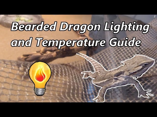 How to Make Your Bearded Dragon Tank Hotter