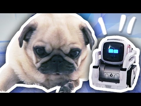 COZMO THE ROBOT MEETS THE PUGS!!! - UCS5Oz6CHmeoF7vSad0qqXfw