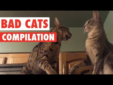 Bad Cats Video Compilation 2016 - UCPIvT-zcQl2H0vabdXJGcpg