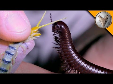 Millipede vs Centipede! - UC6E2mP01ZLH_kbAyeazCNdg