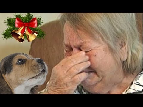 People's Reactions To Kitten And Puppy Surprise On Christmas Compilation 2017 - UCCLFxVP-PFDk7yZj208aAgg
