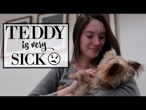 Teddy is very sick :( - UC48DOiEvCDu3sThBijwkQ1A