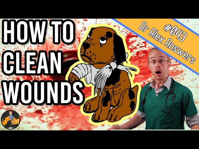 How To Clean A Cut On A Dog - To Get Ideas