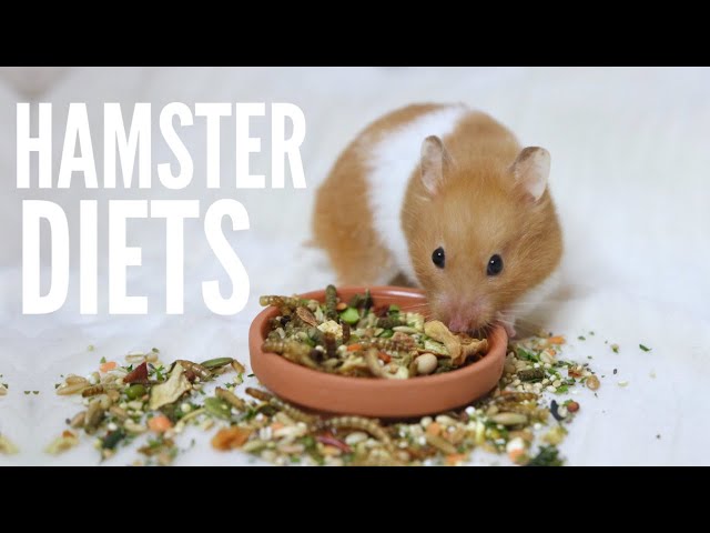 Can Rabbits Eat Hamster Food? - HayFarmGuy