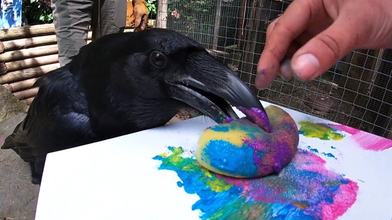 One-winged raven develops a passion for painting in British Columbia