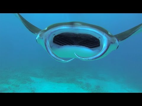 GoPro: Diving With Manta Rays - UCqhnX4jA0A5paNd1v-zEysw