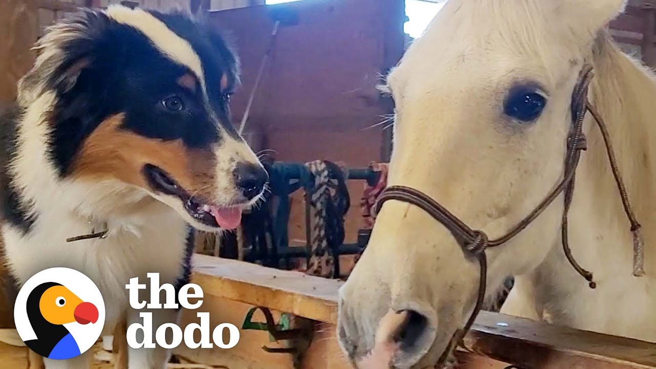 Puppy Teaches A Scared Work Horse How To Play | The Dodo Faith = Restored