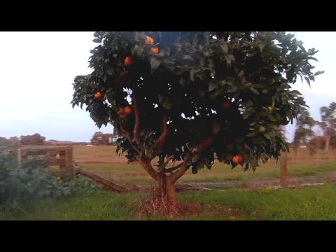 FPV practice (citrus proximity) - UCTXOorupCLqqQifs2jbz7rQ