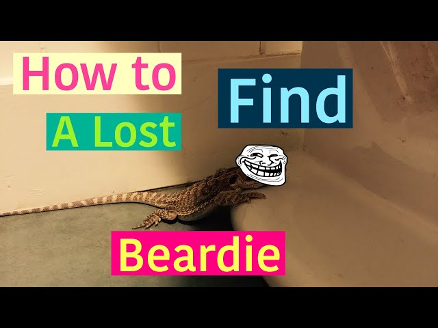 How to Find a Lost Bearded Dragon