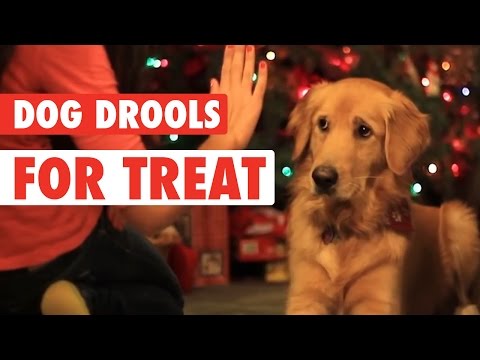 Golden Retriever Drools for Treats -- Adorable! - UCPIvT-zcQl2H0vabdXJGcpg