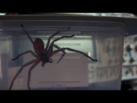 EEVblog #152 - Jurassic Spider - UC2DjFE7Xf11URZqWBigcVOQ