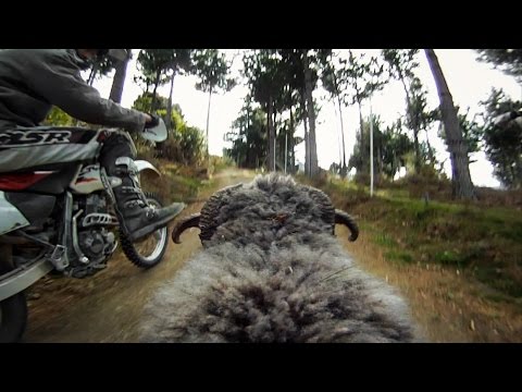 GoPro: Ram vs Dirtbiker - UCqhnX4jA0A5paNd1v-zEysw