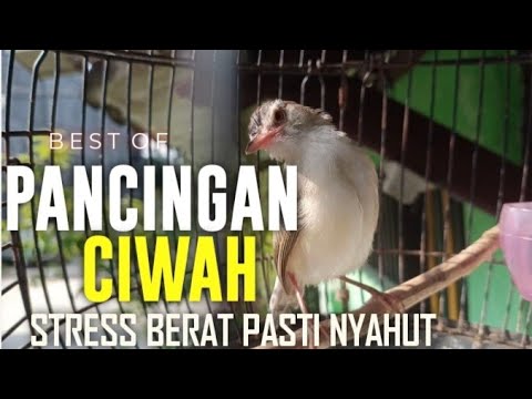 Pancingan ciblek sawah / klik klik bahan biar cepat bunyi gacor