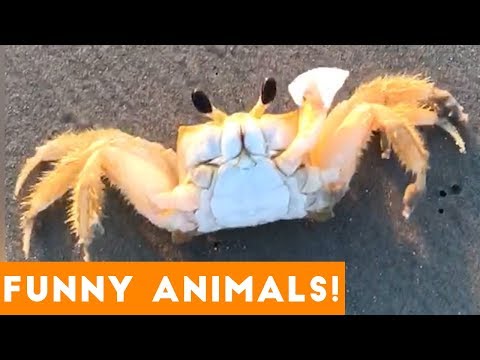 Funniest Pets of the Week Compilation December 2017 | Funny Pet Videos - UCYK1TyKyMxyDQU8c6zF8ltg