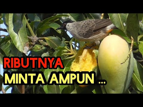 Cukup di depan Rumah bisa lihat Kutilang liar cari Makan | Kicau nya Amazing