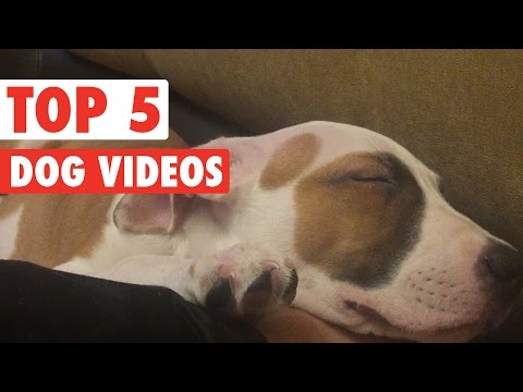 Top 5 Funny Dogs Compilation || Feb 26 2016 - UCPIvT-zcQl2H0vabdXJGcpg