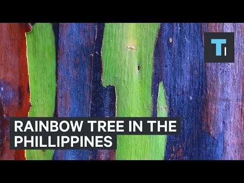 Rainbow tree from the Philippines - UCVLZmDKeT-mV4H3ToYXIFYg