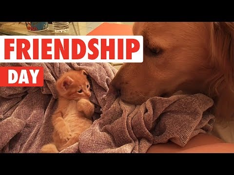 International Day of Friendship | Funny Unlikely Pet Friendship Video Compilation 2017 - UCPIvT-zcQl2H0vabdXJGcpg