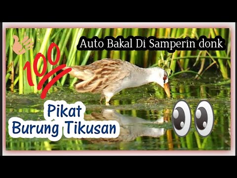 Blur 1(SUARA PIKAT BURUNG TIKUSAN SAWAH/RAWA di jamin dapat banyak)