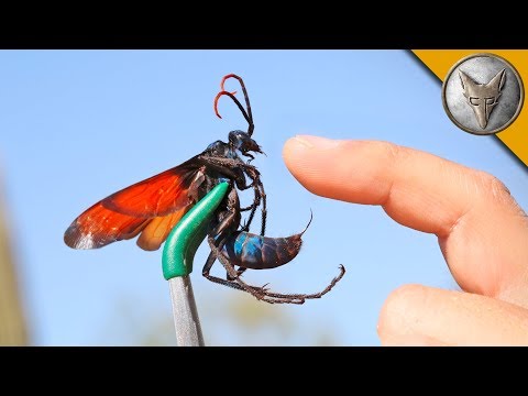 STUNG by a TARANTULA HAWK! - UC6E2mP01ZLH_kbAyeazCNdg