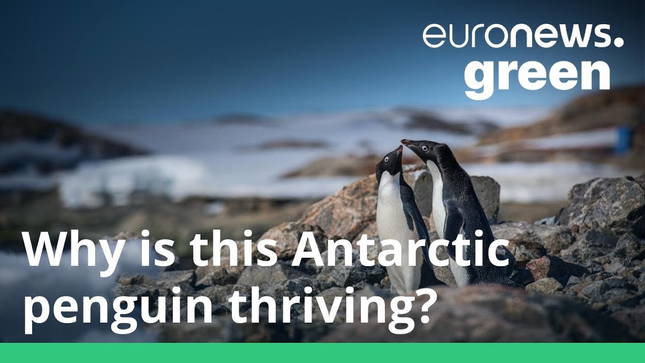 Why is this Antarctic penguin thriving in the face of climate change?