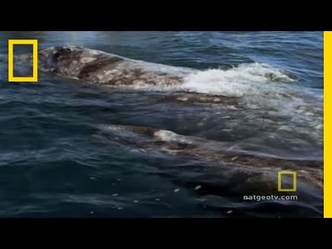 Killer Whales vs. Gray Whales | National Geographic - UCpVm7bg6pXKo1Pr6k5kxG9A