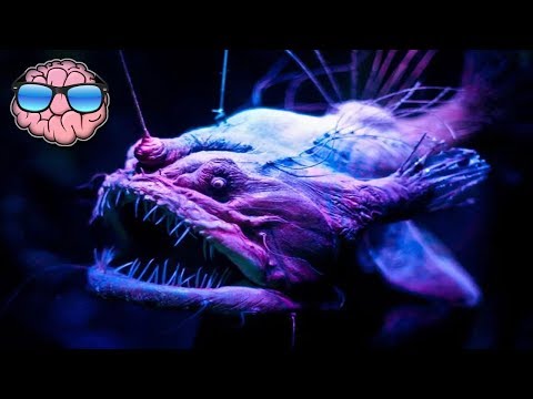 Top 10 CREEPY Deep Sea Creatures You Didn't Know Existed! - UCa03bf8gAS2EtffptV-_jfA