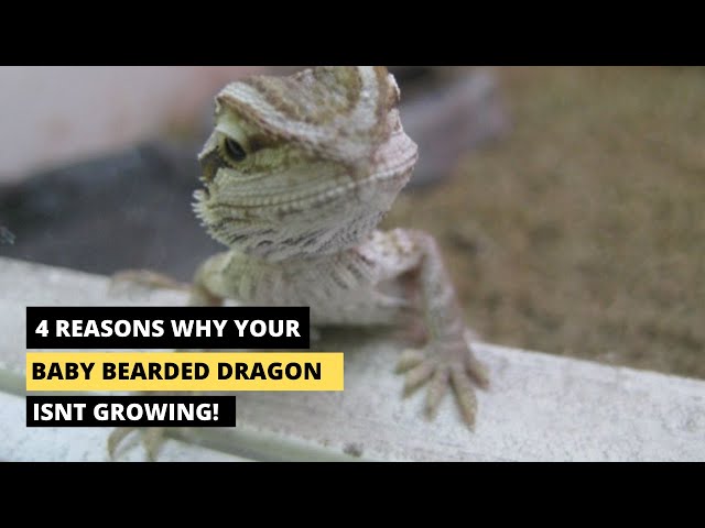 Why Isn’t My Bearded Dragon Growing?