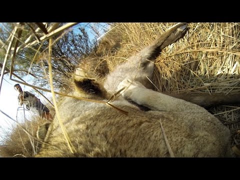 GoPro: Lioness Hunts Down a Buck with Kevin Richardson - UCqhnX4jA0A5paNd1v-zEysw