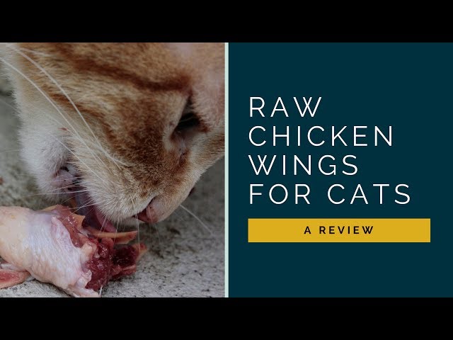 raw chicken wings for cats teeth