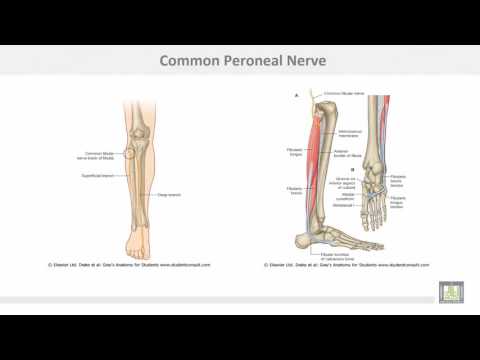 Anatomy 1 | C4 - L7 | Front of the leg