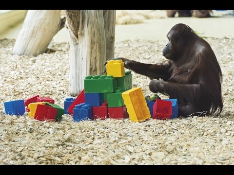 Legolardan Gökdelen Yapan Orangutan