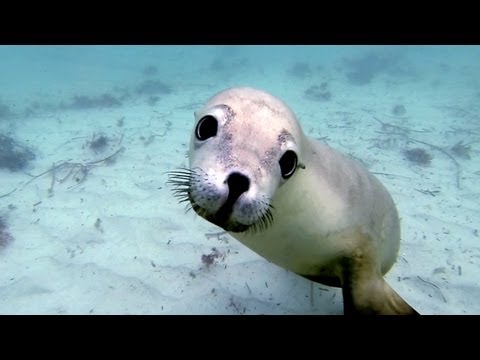 GoPro: Diving with Ocean Hounds - UCqhnX4jA0A5paNd1v-zEysw