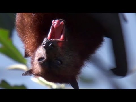 Giant Fruit Bats | Benedict Cumberbatch narrates South Pacific | BBC - UCwmZiChSryoWQCZMIQezgTg