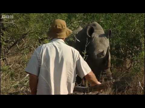 Encounters with rhinos part 1 | BBC - UCwmZiChSryoWQCZMIQezgTg