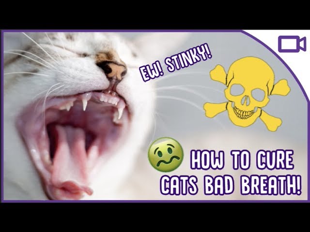 Why Does My Cat Have Bad Breath HayFarmGuy