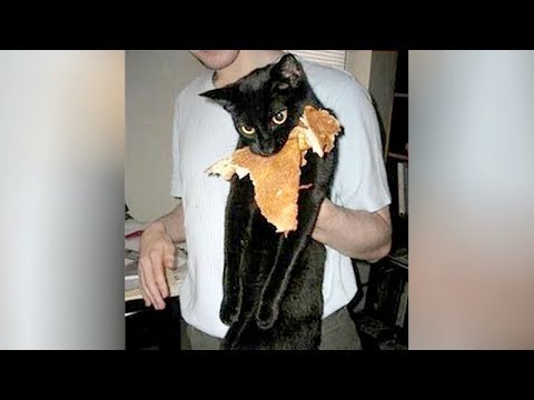 Bet you havent't LAUGHED THAT HARD before! - Super FUNNY CATS - UC9obdDRxQkmn_4YpcBMTYLw