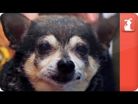 Unadoptables - Adorable Chihuahua Rescue "Grandpa" Needs Adoption - UCPIvT-zcQl2H0vabdXJGcpg