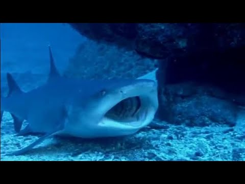 Avoid Sharks! | Turtle's Guide to the Pacific | BBC Earth - UCwmZiChSryoWQCZMIQezgTg