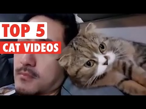 Top 5 Cat Videos || Funny Kitten Compilation - UCPIvT-zcQl2H0vabdXJGcpg