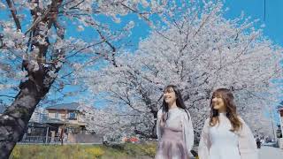 五条川の桜【愛知県観光PR動画】