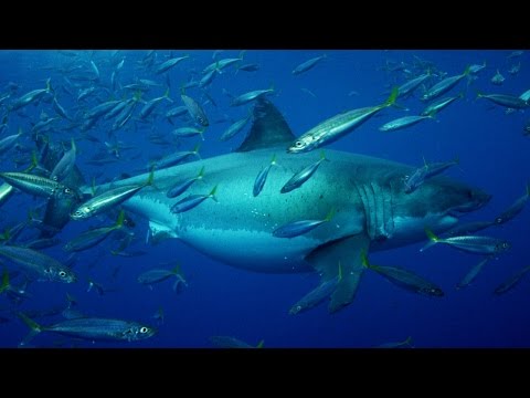 20+ Foot Megashark Filmed in Mexican Waters - UCqOoboPm3uhY_YXhvhmL-WA