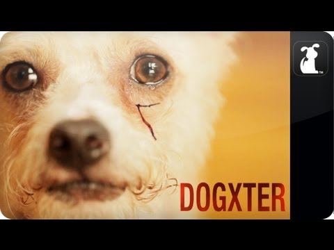 Dogxter - Dexter Parody - Morning Routine - UCPIvT-zcQl2H0vabdXJGcpg